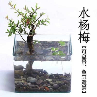 水鱼缸造景花团装饰培水培水草植物盘水杨梅易绿植栽景阴性土活