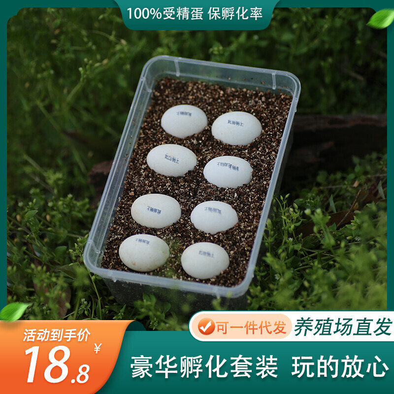 整套DIY受精乌龟蛋可孵化套装活物草龟巴西龟孩子礼物好养水龟