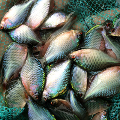 高体鳑鲏旁皮鱼观赏鱼活体彩石七彩旁皮原生鱼热带小型淡水冷水