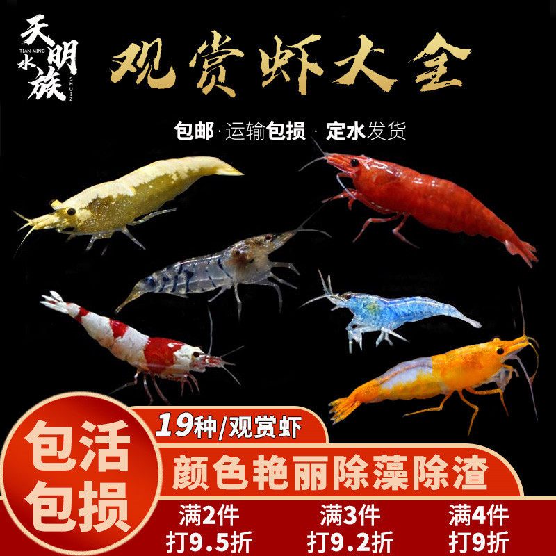 观赏虾黑壳虾活体淡水鲜活蓝宝石樱花极火工具小型宽背水晶香吉士