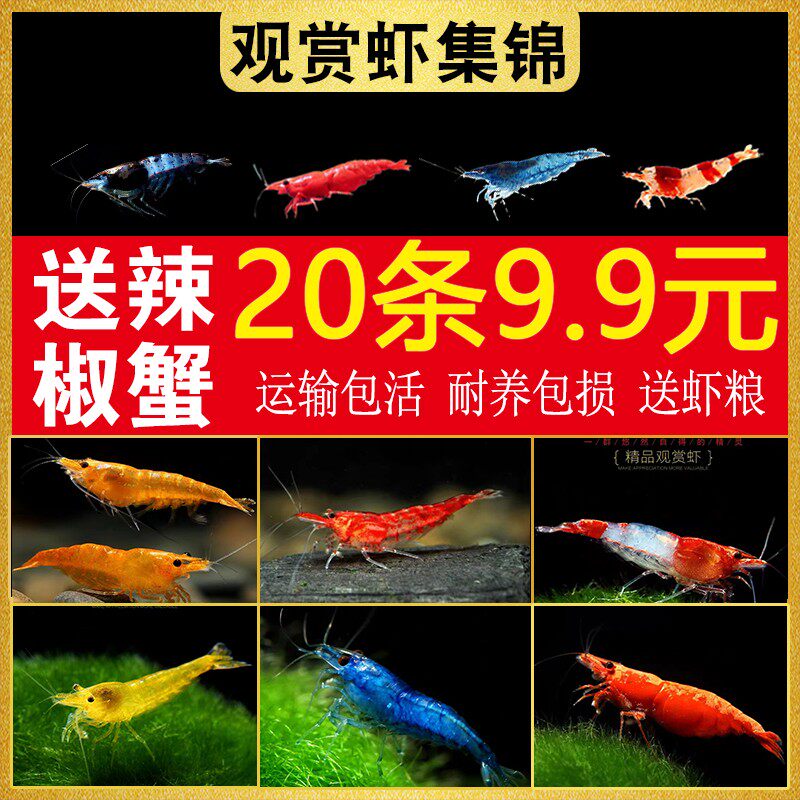 虾鲜活观赏虾淡水黑壳虾樱花虾极火虾蓝宝石小型除藻虾宠物冷水虾