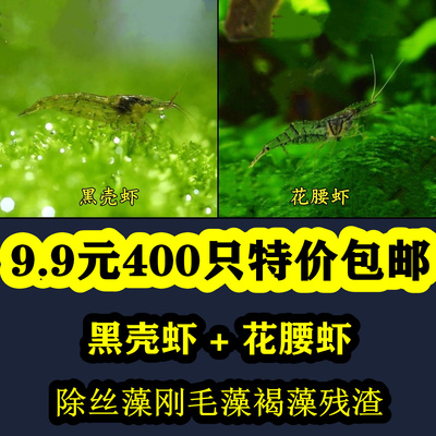 黑壳虾除藻虾观赏虾工具虾饲料虾花腰虾中华小长臂除丝藻刚毛藻