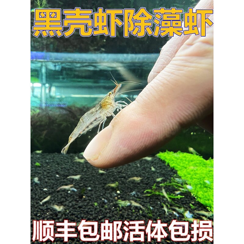 黑壳虾除藻虾鲜活观赏虾清洁草虾淡水虾活体樱花虾活虾耐活冷水虾