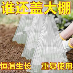 育苗保护罩透明钟罩可重复使用温室大棚免受鸟类霜冻伤害加厚保护