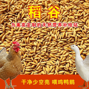 稻谷水稻带壳稻子粮食大米谷子喂鸡鸽粮喂鸽鸡鸭鹅鸟仓鼠宠物饲料
