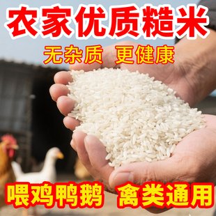 糙米喂鸡鸽粮鸽子鸽用鸡饲料粮食幼鸽信鸽赛鸽优质通用粗米50斤