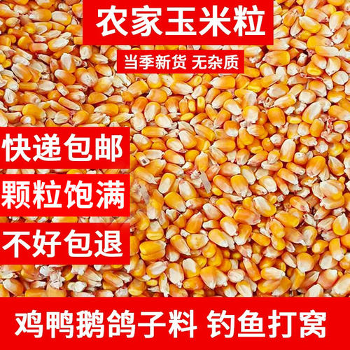 玉米粒养鸡猪牛养殖专用饲料