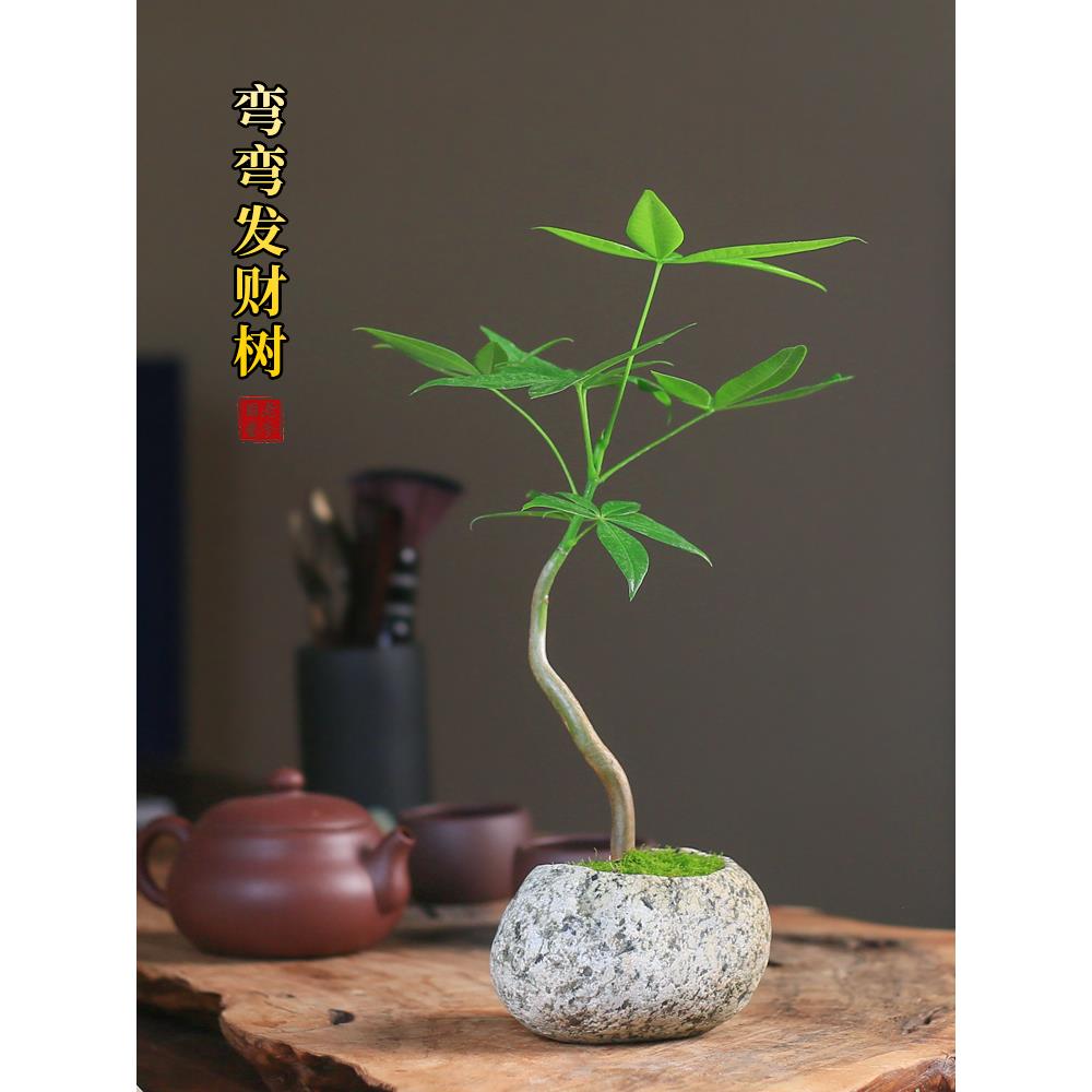 发财树石头盆栽创意迷你小造型绿植办公室桌面四季长青好养树摆件
