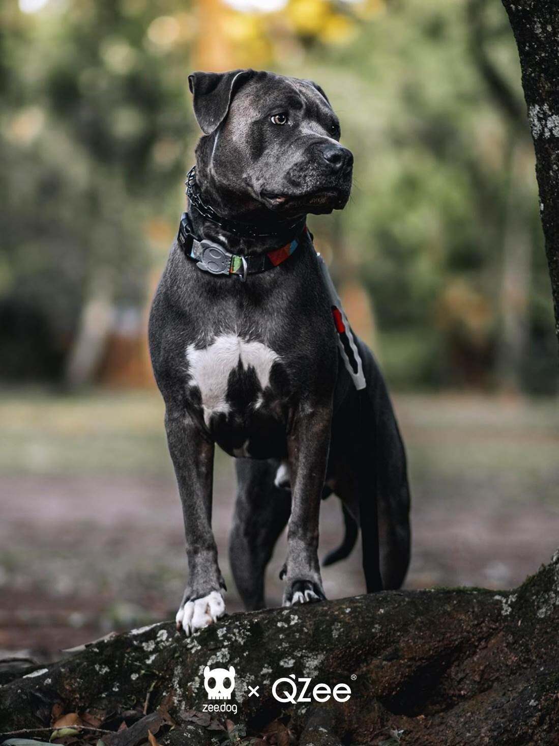 柴犬专用项圈狗狗项圈宠物小中大型犬金毛柯基法斗泰迪遛狗脖圈颈