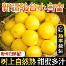 新疆小白杏新鲜轮台杏子甜杏库车白杏子新疆特产水果当季整箱顺丰