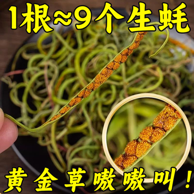 长白山野生肾精草正品官方旗舰店黄金草嗷嗷叫化石草强经茶叶补