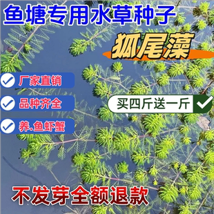鱼塘养殖鱼虾蟹专用水生草种净化水质的水草植物种子狐尾藻水草籽