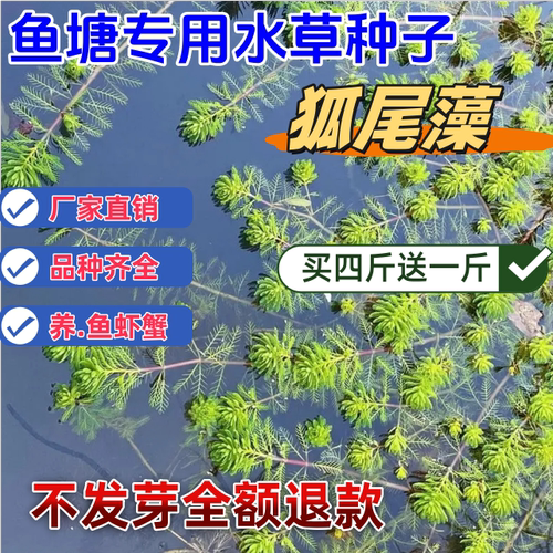 净化水质的水草植物种子狐尾藻