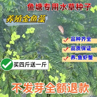 鱼塘养殖鱼虾蟹专用水生草种金鱼藻水草籽净化水质的水草植物种子