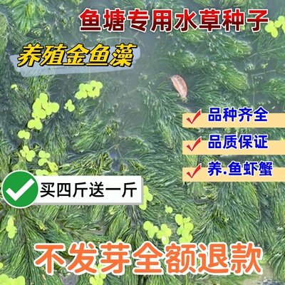 鱼塘养殖鱼虾蟹专用水生草种