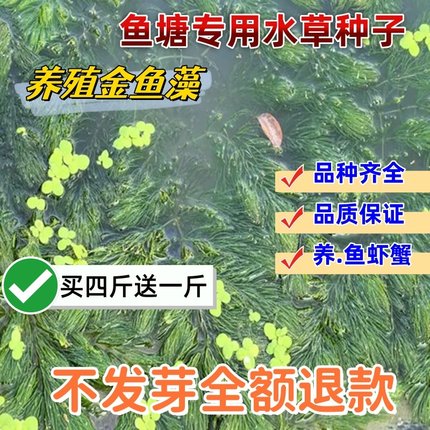 鱼塘养殖鱼虾蟹专用水生草种金鱼藻水草籽净化水质的水草植物种子