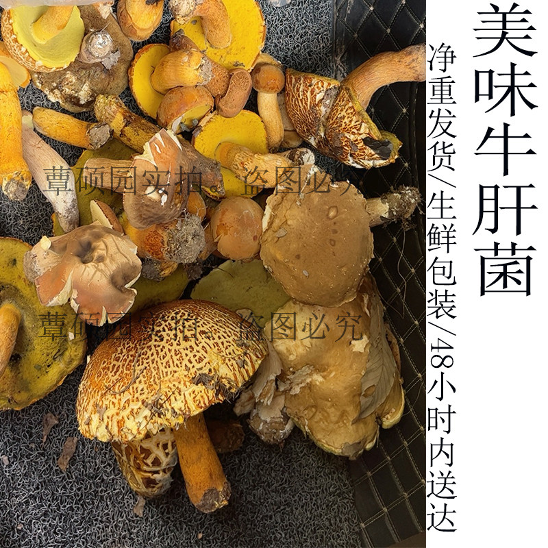 牛肝菌新鲜野生美味牛肝菌黄牛肝菌手选净重空运发货非云南野生菌