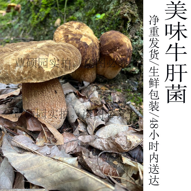 牛肝菌新鲜野生美味牛肝菌黄牛肝菌手选净重40斤空运批发专拍