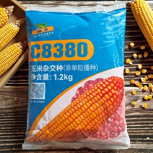 迪卡C8380玉米杂交种子大棒抗病抗倒伏杂交玉米种籽