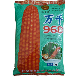 万千968玉米杂交种子抗病易存活适合广西种植大棒抗旱抗倒伏