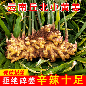 嫩姜云南小黄姜新鲜生姜老姜5斤现挖文山高山沙姜老嫩姜土姜蔬菜