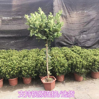 香水柠檬树盆栽客厅室内吸甲醛大型绿植庭院高杆植物棒棒糖盘景树