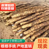 2025新鲜现挖正宗垆土铁棍怀山药铁棒杆河南焦作温县怀庆特产