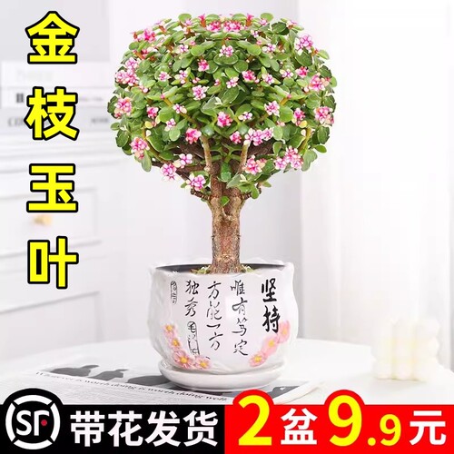 金枝玉叶盆栽老桩多肉水培
