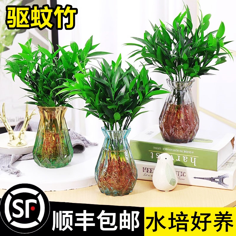 竹柏驱蚊水培植物室内客厅养绿花