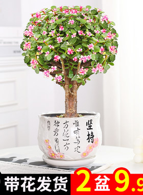 金枝玉叶盆栽老桩多肉水培植物室