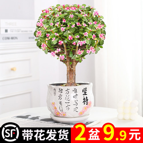 金枝玉叶盆栽老桩多肉水培植物室