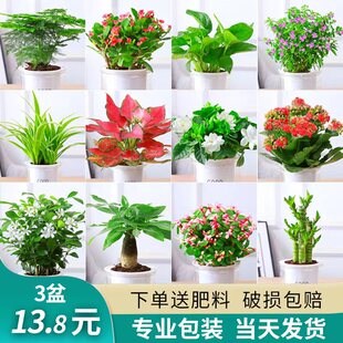 绿萝水培绿植物盆栽室内发财树富贵竹文绿箩薄荷多肉花卉四季 好养