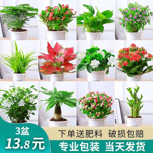 绿萝水培植物盆栽室内发财