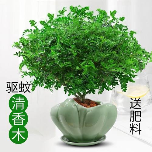 清香木盆栽防驱蚊草胡椒绿