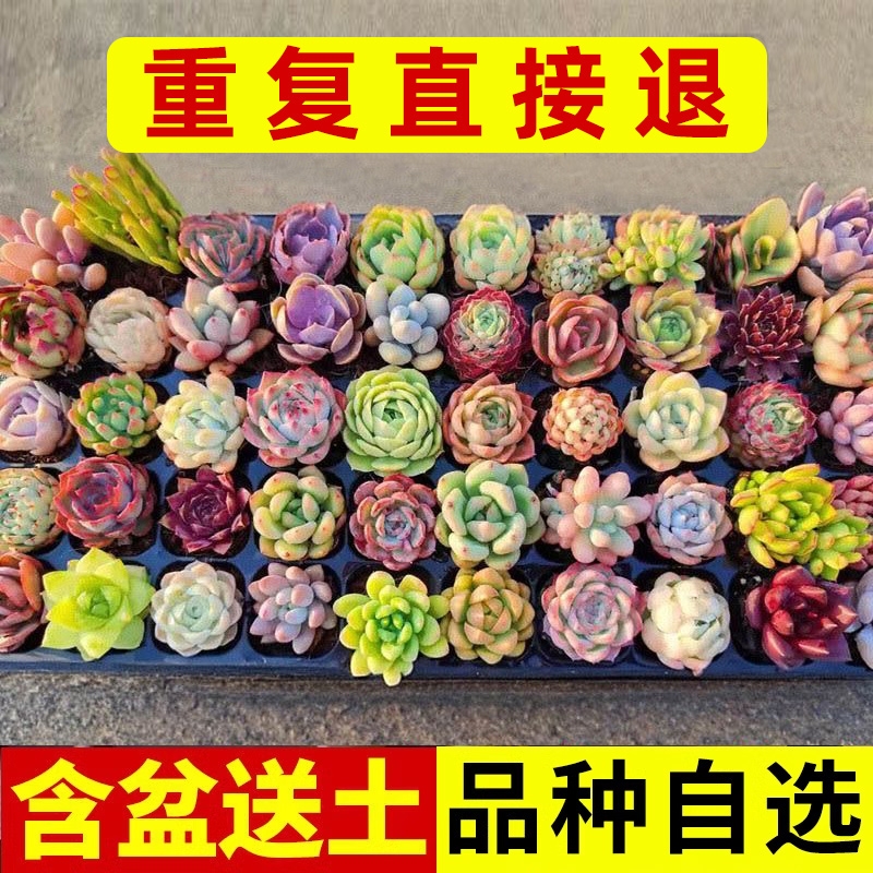 多肉植物大颗好养玉露老桩