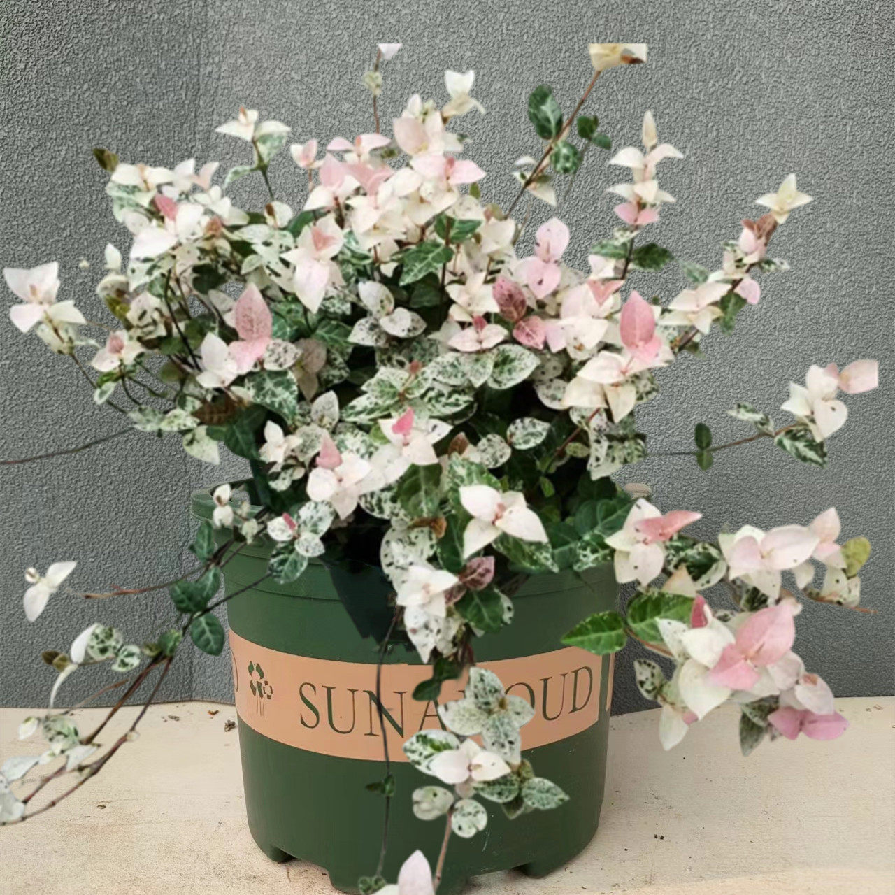 花叶络石花苗盆栽彩叶黄金络石四季花卉耐热好养垂吊吊篮庭院绿植