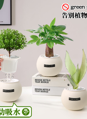绿植室内小盆栽桌面发财树易活四季懒人养的花好养活植物幼儿园