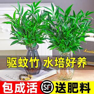 竹柏驱蚊竹水培植物室内客厅水养绿植花卉盆栽水培驱蚊竹四季 好养