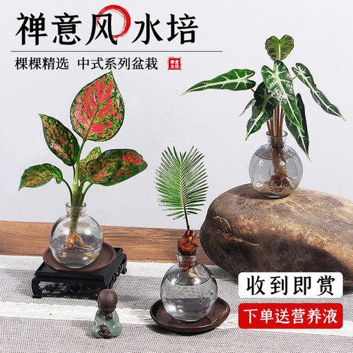 古风水培植物小盆栽室内