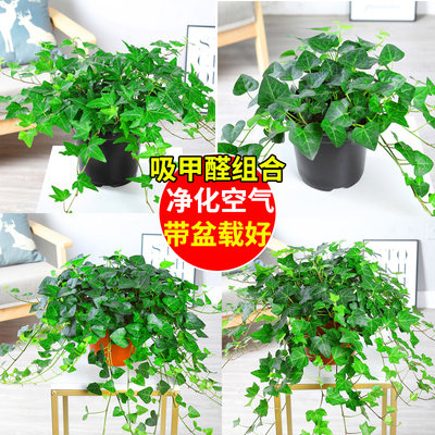 金边常春藤盆栽水培花卉植物室内