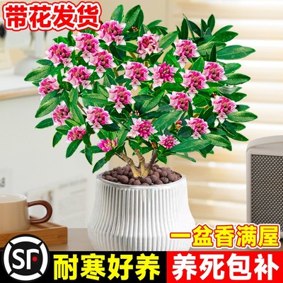 金边瑞香盆栽浓型带花苞植