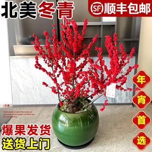 北美冬青盆栽树苗带红果子真花蛇年耐寒年宵花乔迁客厅花卉绿植物