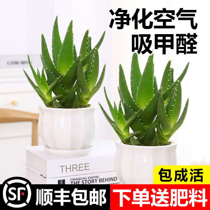 芦荟盆栽室内除甲醛净化空气植物办公桌仙人掌多肉四季好养花卉