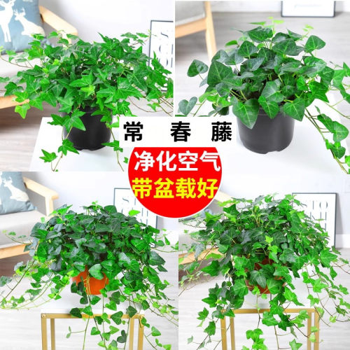 金边常春藤盆栽水培花卉植物室内