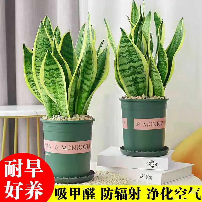 金边虎皮兰盆栽尾花卉多肉水培植