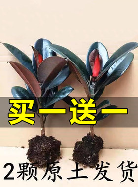 黑金刚橡皮树盆栽花卉植物室内客