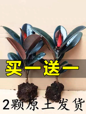 黑金刚橡皮树盆栽花卉植物室内客