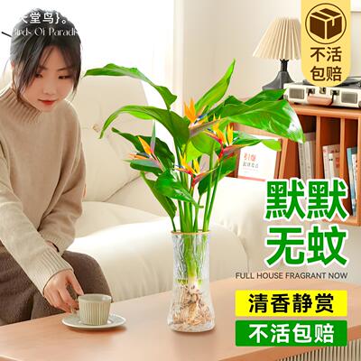 天堂鸟水培植物鹤望兰花卉