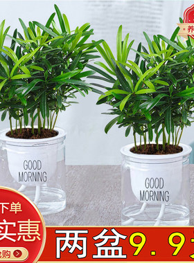 罗汉松花卉盆栽绿植米叶造型景室