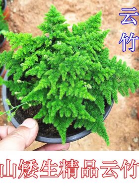唐山矮生云竹文竹桌面小盆栽